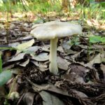 クサウラベニタケ